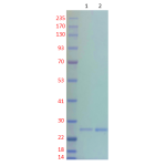 TEV Protease-AB